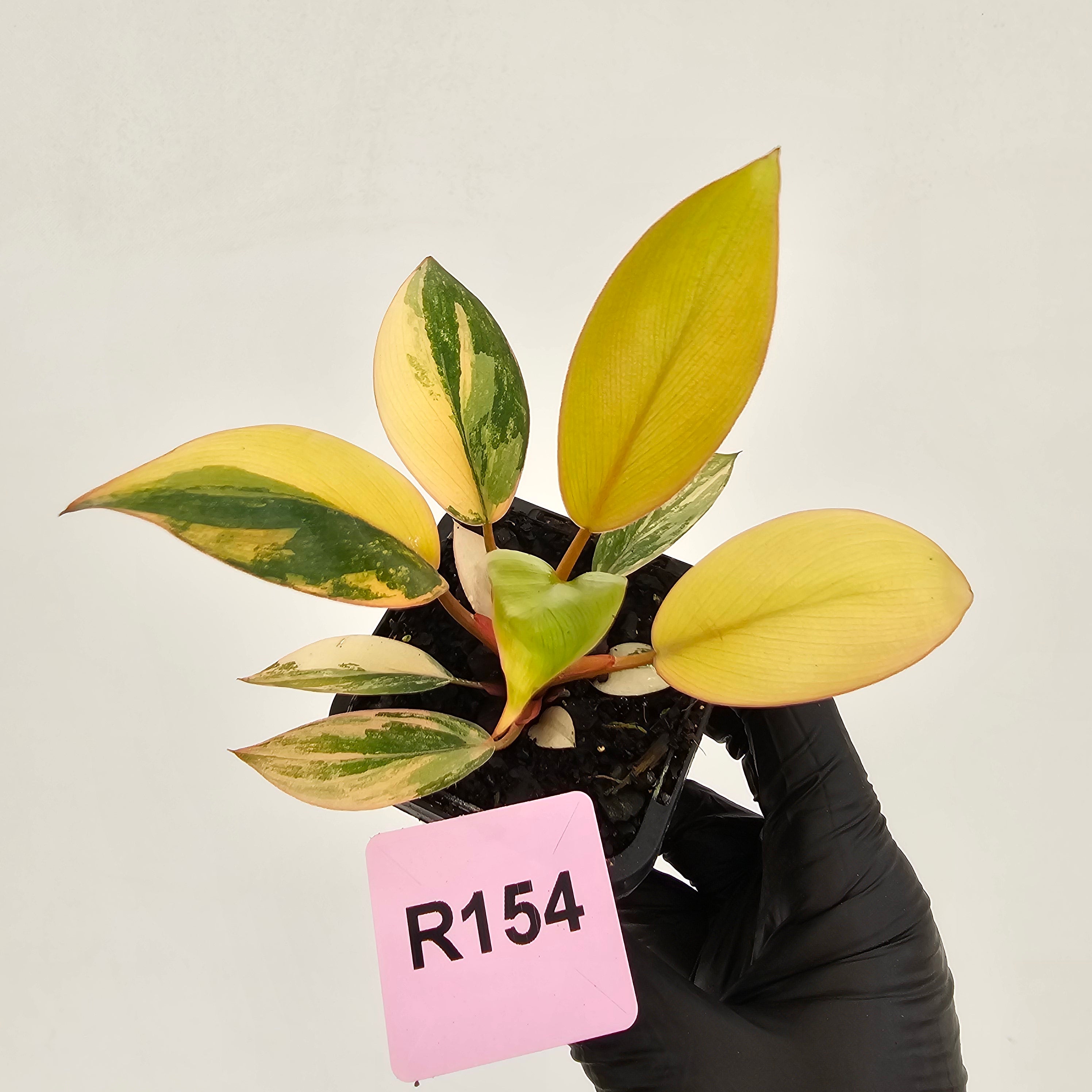 Philodendron 'Rojo Congo Variegated' 70mm