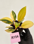 Philodendron 'Rojo Congo Variegated' 70mm