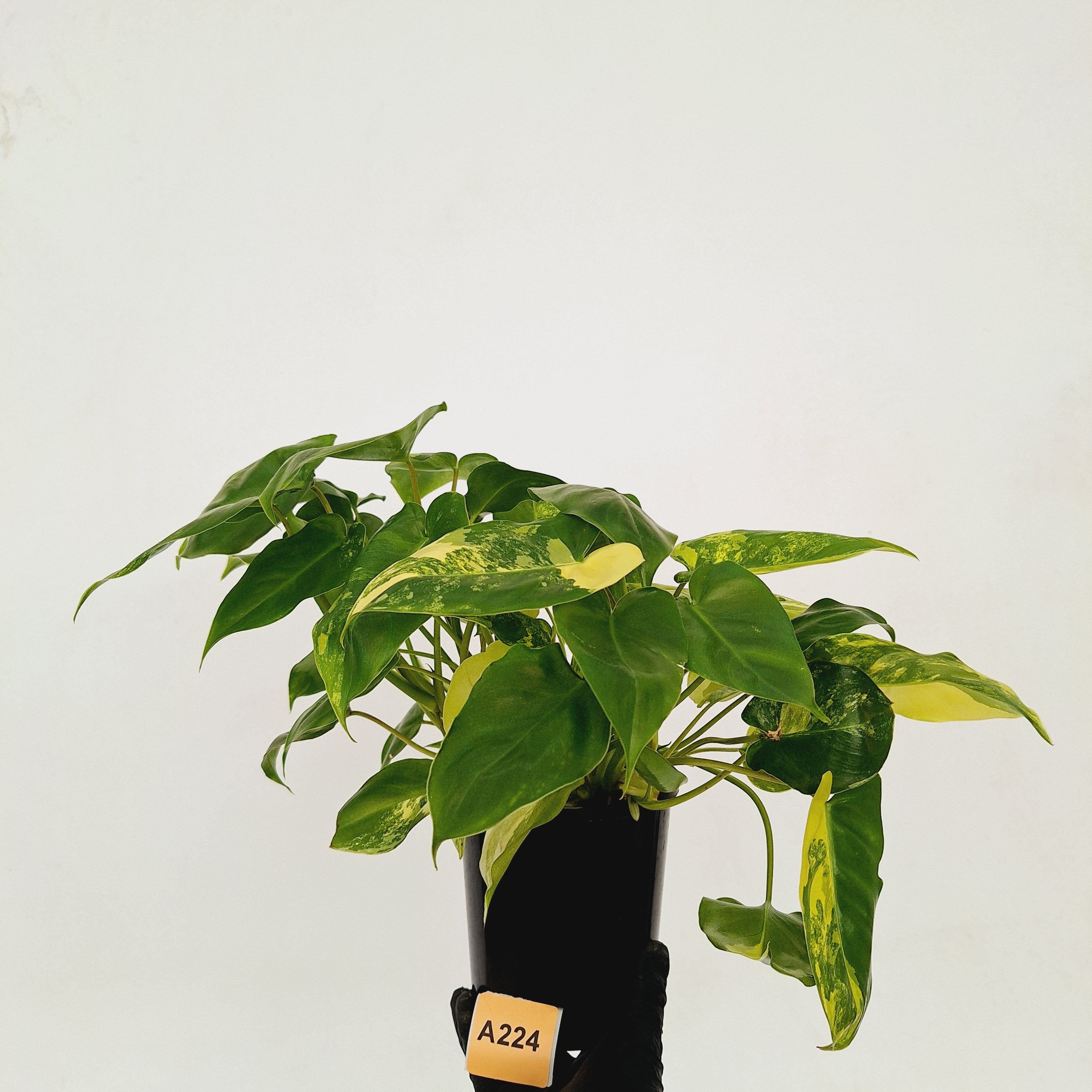 Philodendron Burle Marx variegata