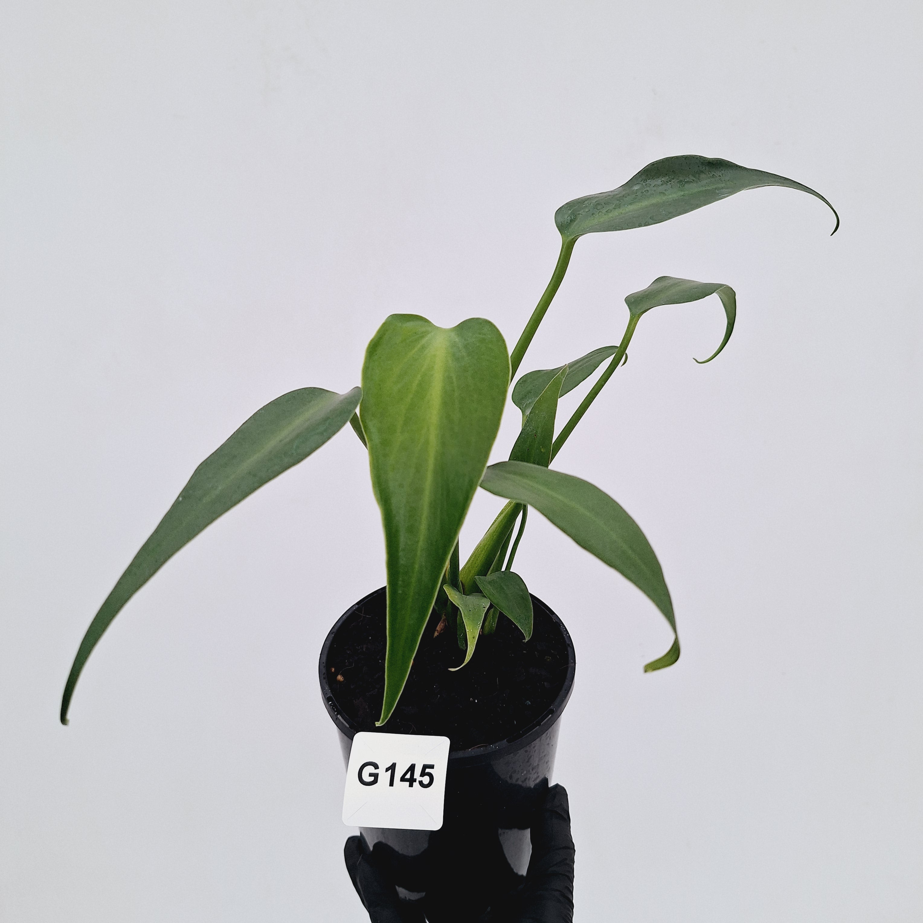 Monstera 'Burle Marx's Flame'
