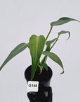 Monstera 'Burle Marx's Flame'