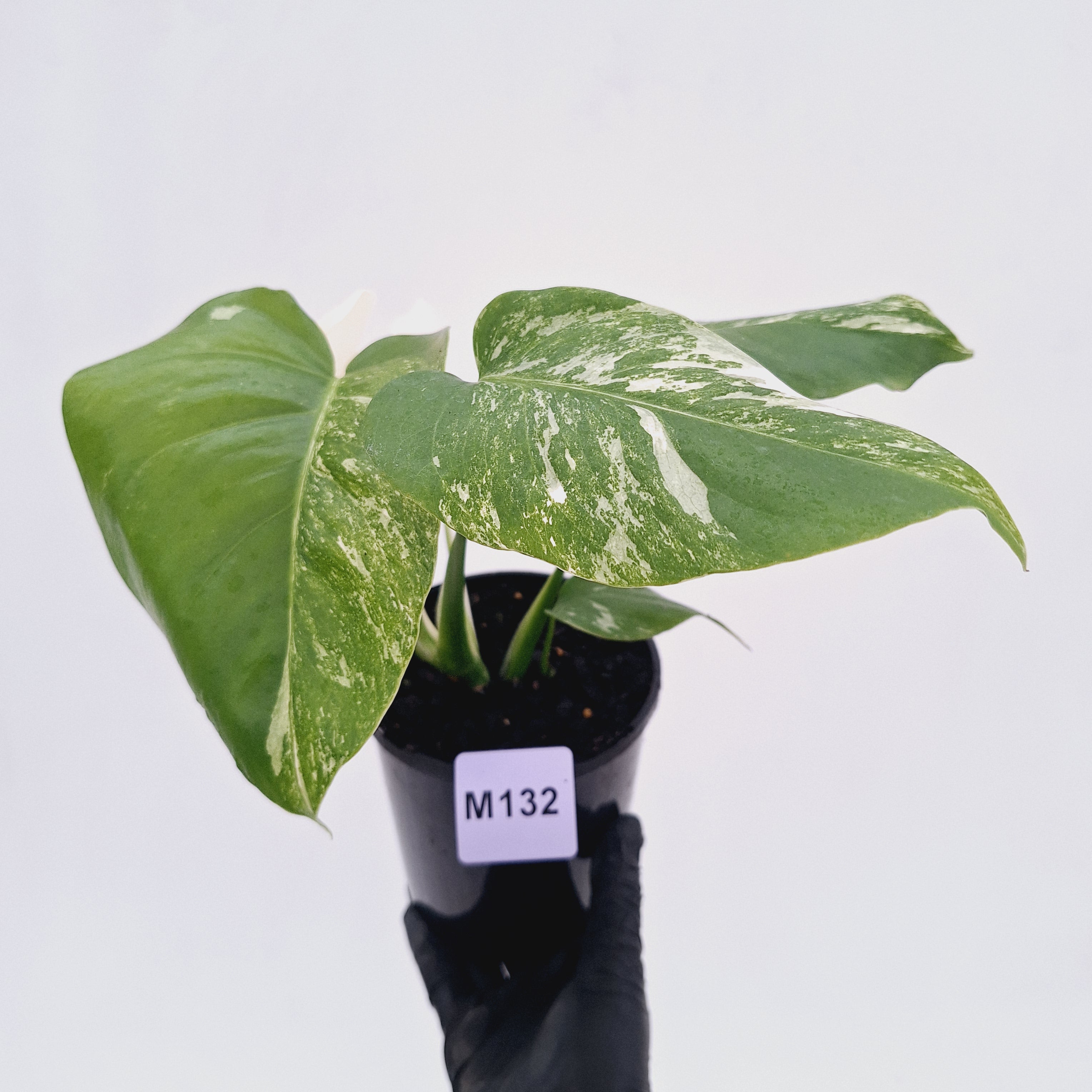 Monstera borsigiana 'Albo'