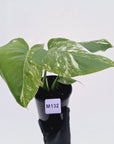 Monstera borsigiana 'Albo'