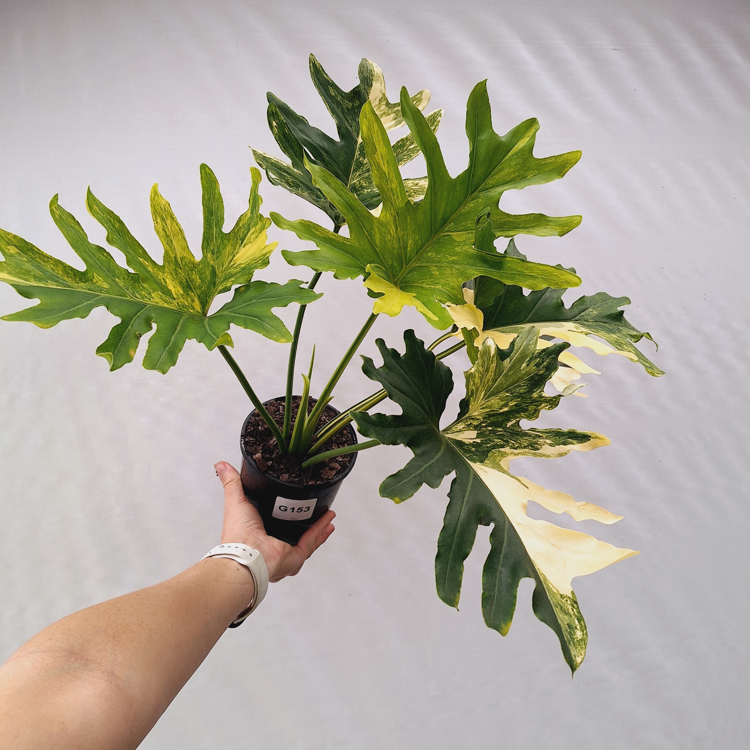Thaumatophyllum bipinnatifidum variegata