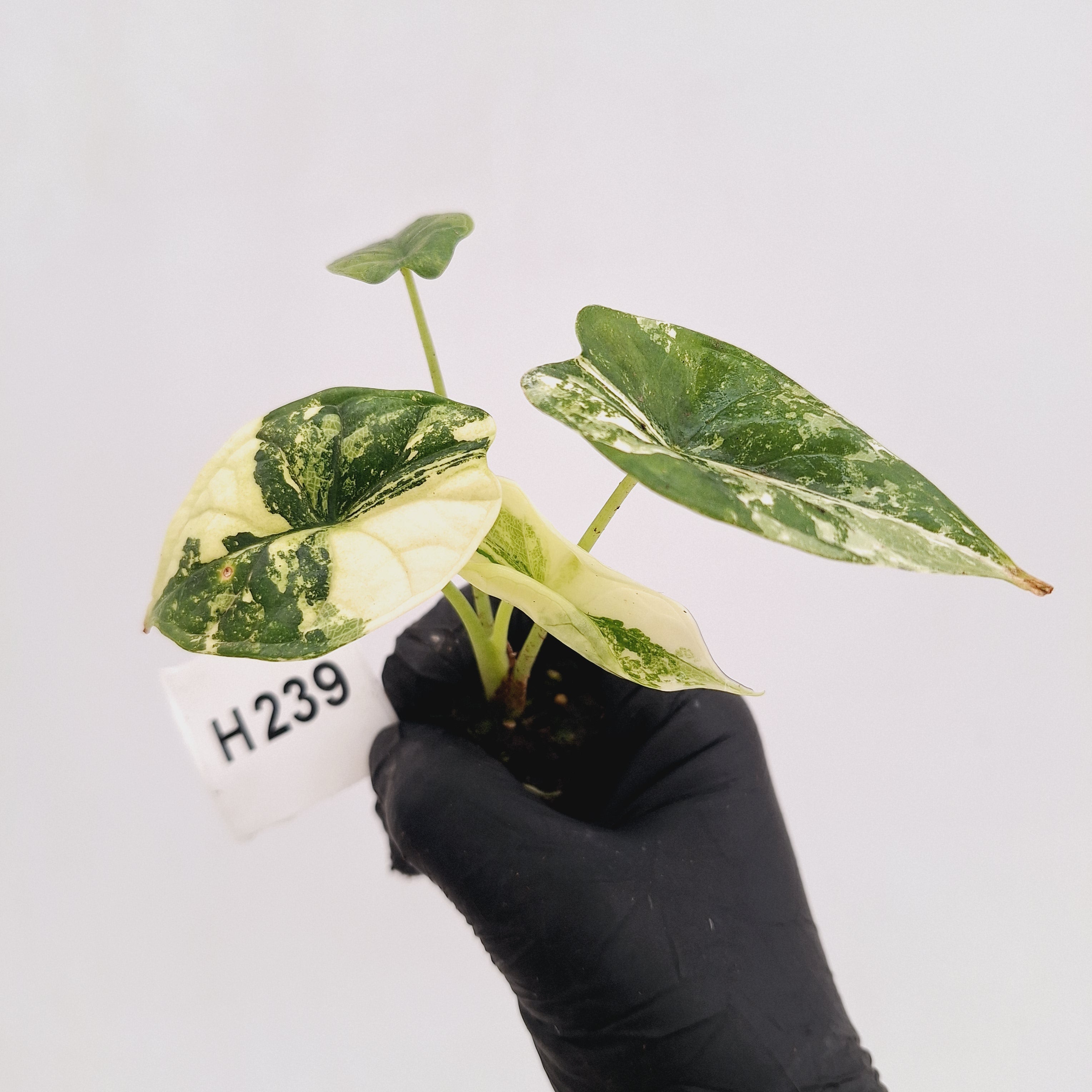 Alocasia Dragon Scale 'Marble' Variegata