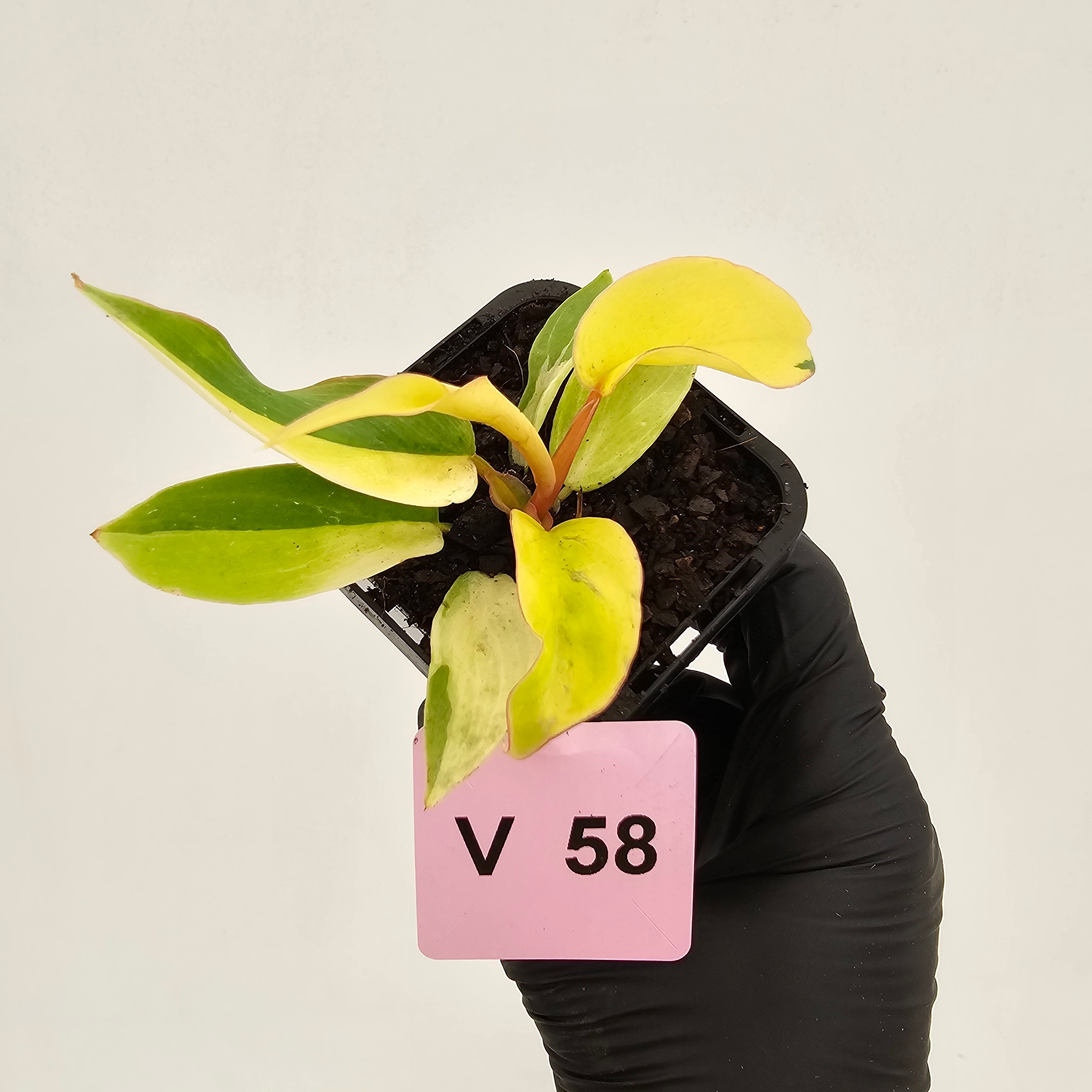 Philodendron pinnatifidum 'Jungle Fever Egg Yolk"