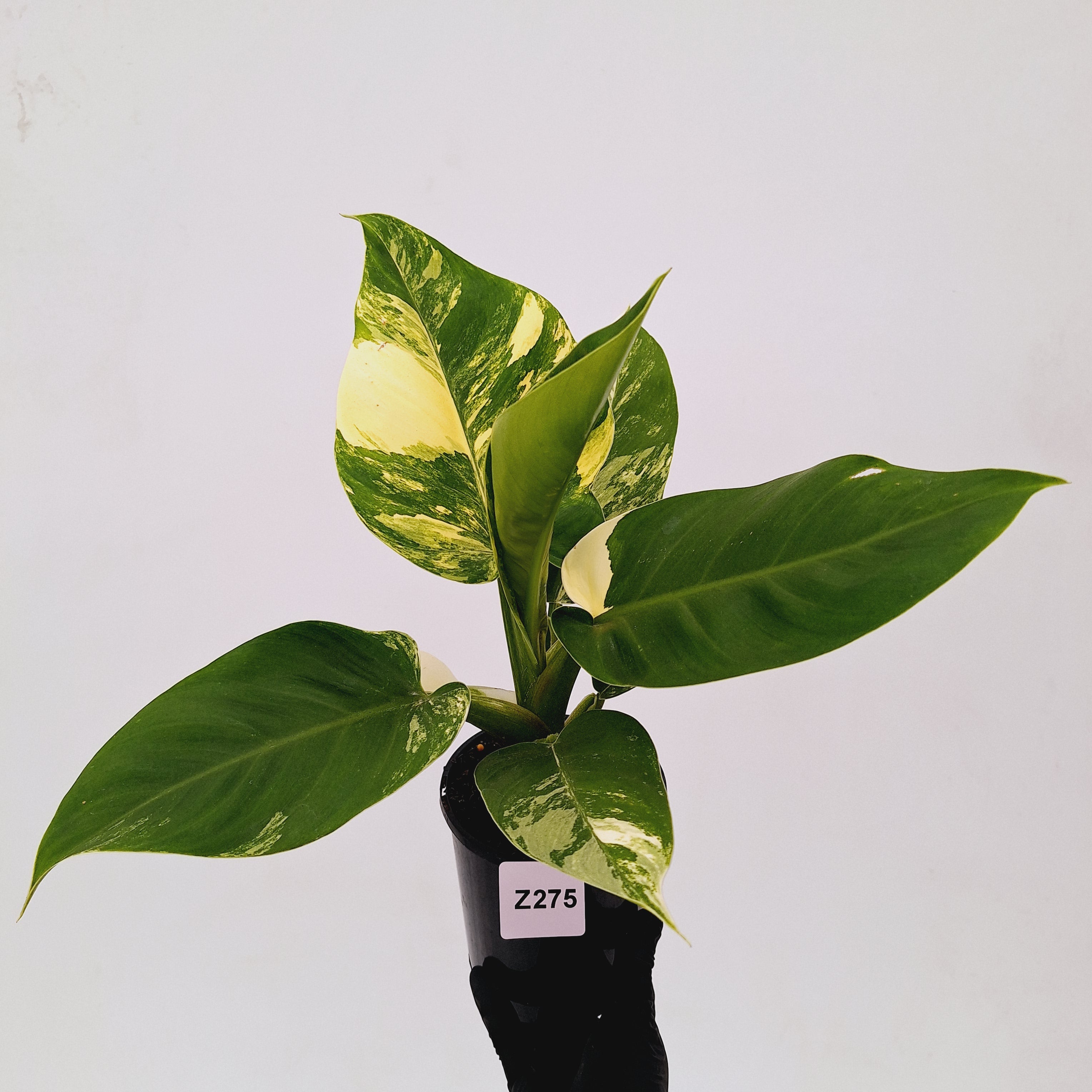 Philodendron imperial green variegata