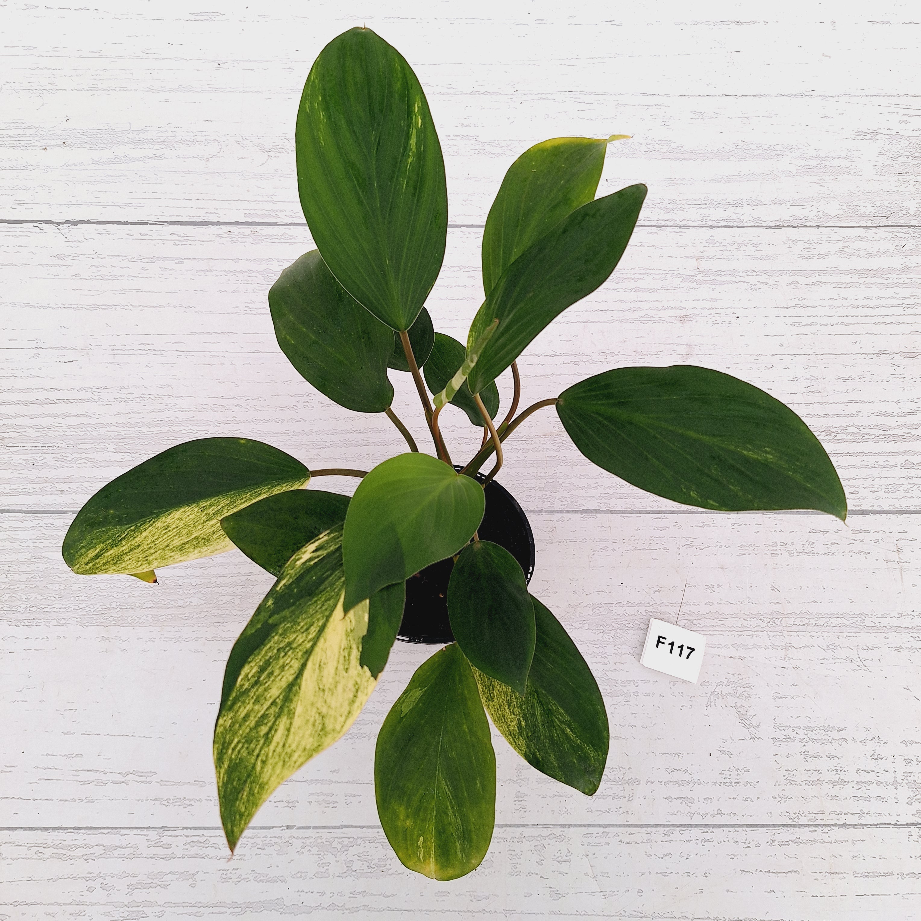 Homalomena Tropical Green Variegata -sale