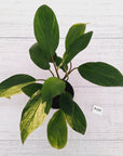 Homalomena Tropical Green Variegata -sale