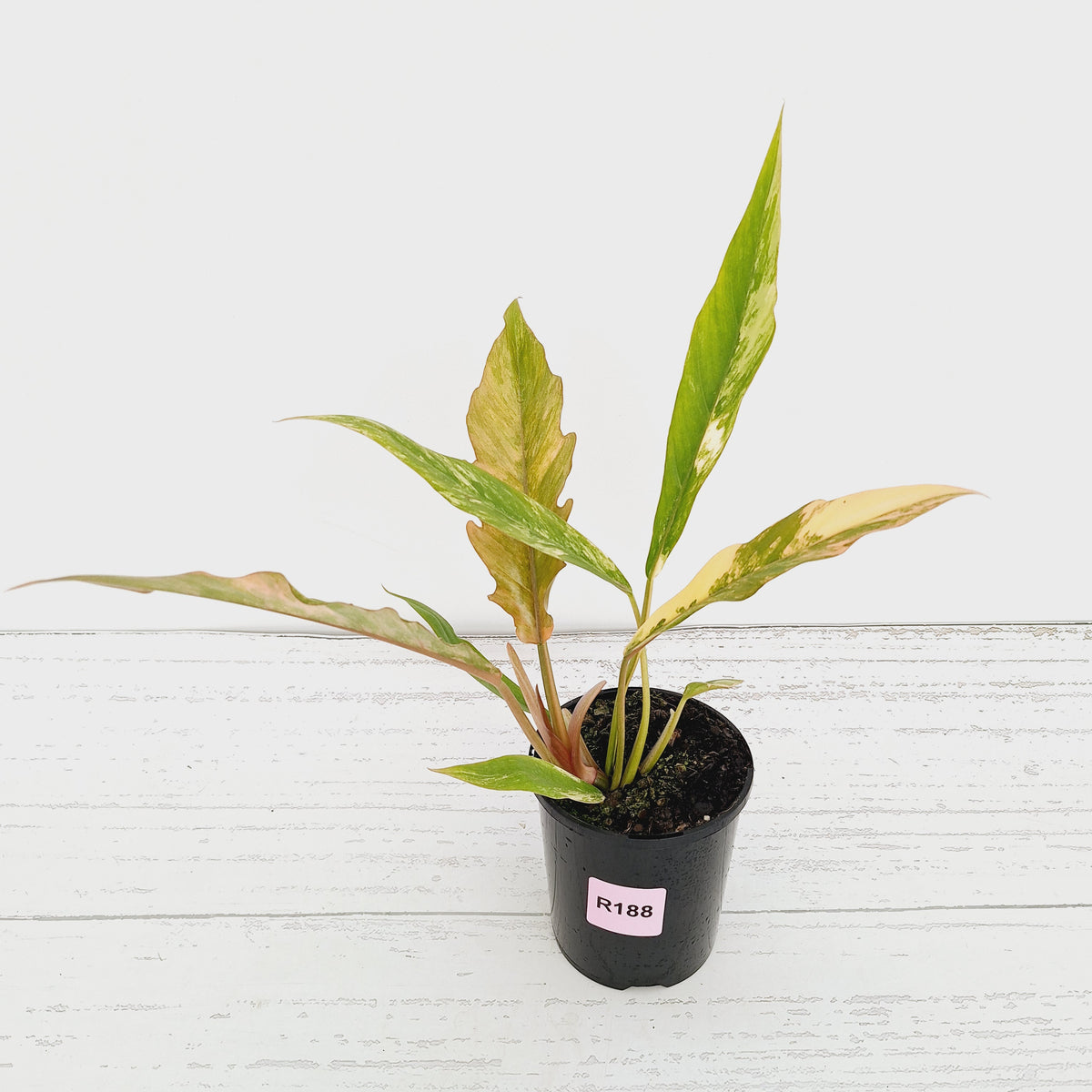 Philodendron serratum 'Caramel Marble'