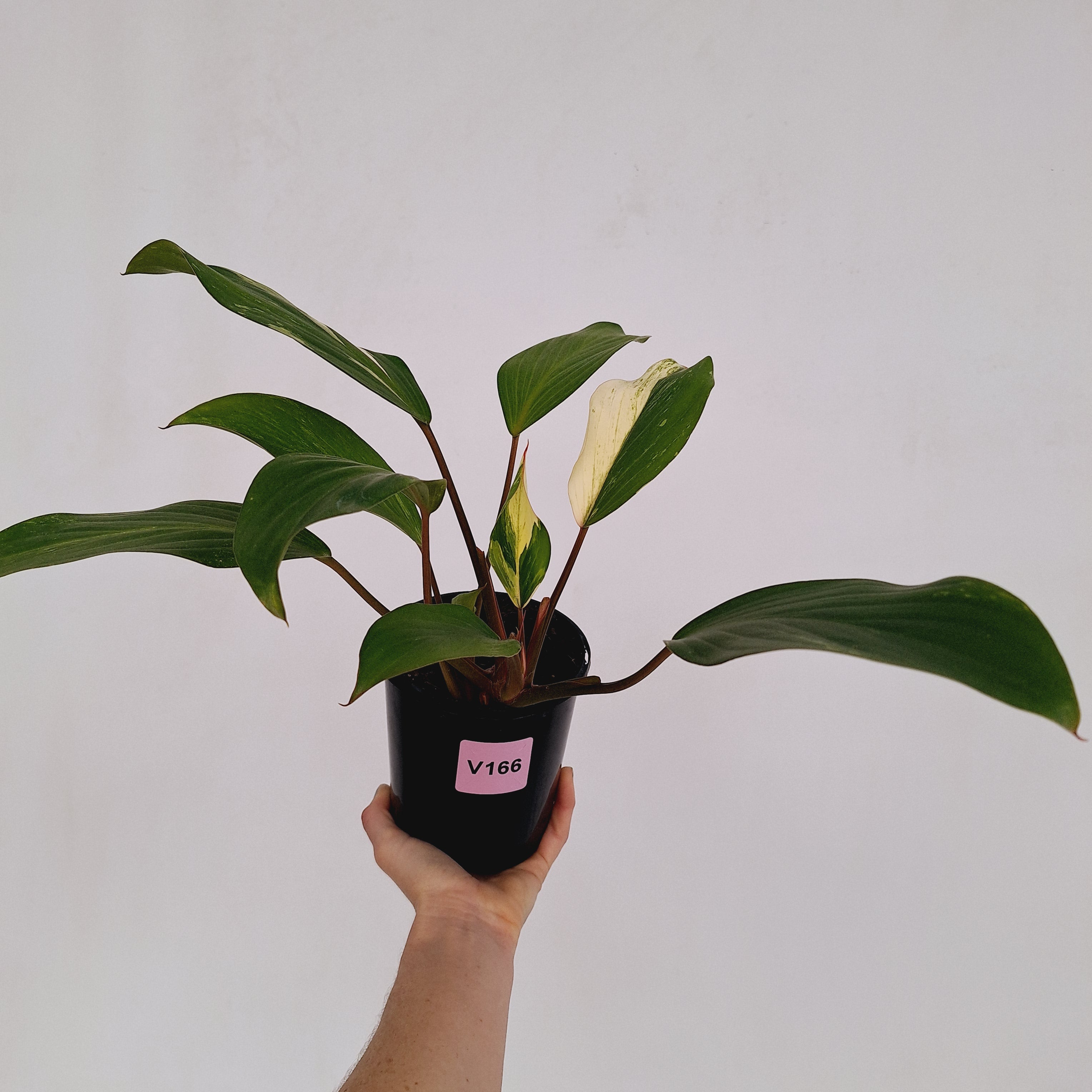 Homalomena Tropical Green Variegata -sale