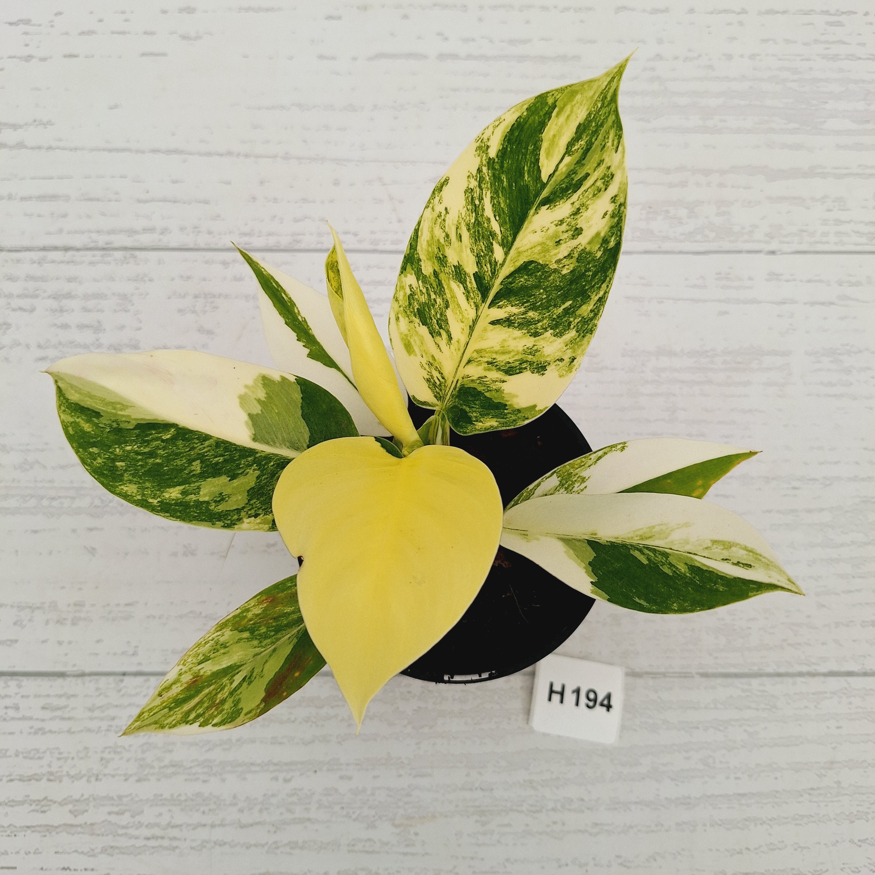 Philodendron imperial green variegata - SALE