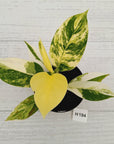 Philodendron imperial green variegata - SALE