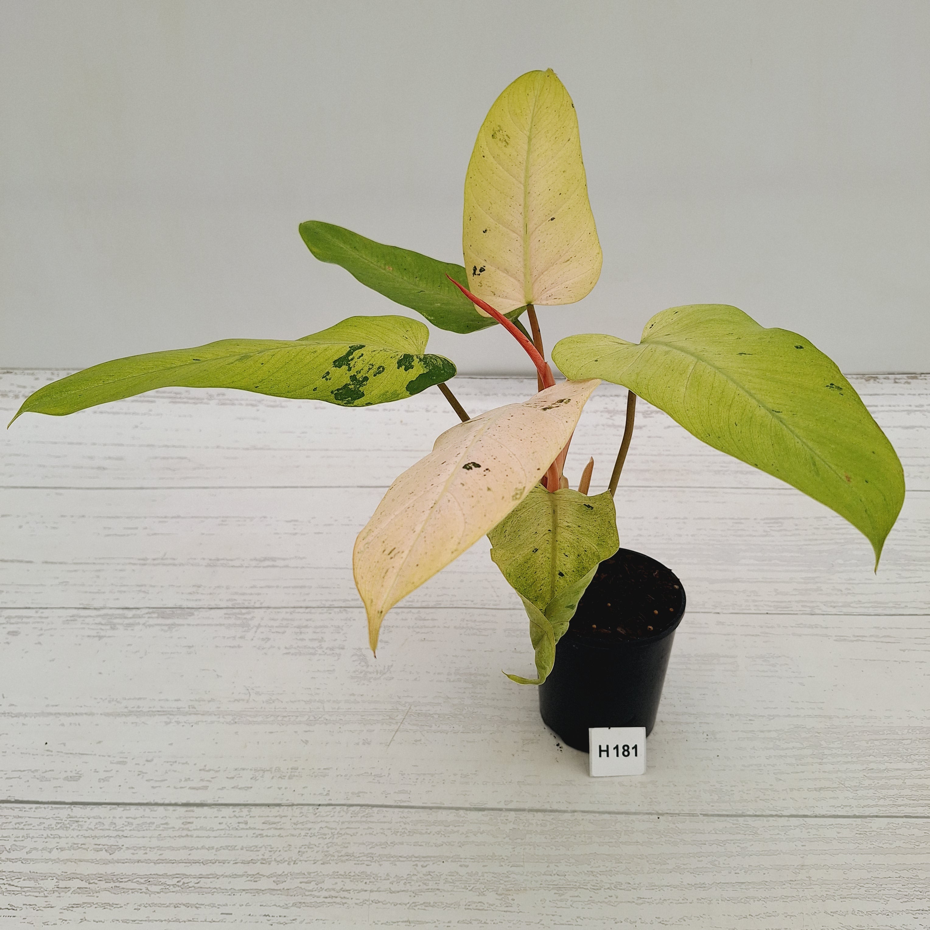 Philodendron  'Whipple Way'