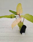 Philodendron  'Whipple Way'