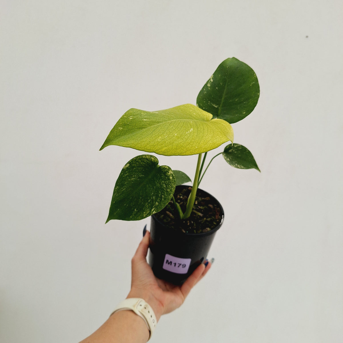 Monstera Deliciosa 'Mint' - SALE