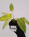 Homalomena sulcata ‘Cream Frost’ - SALE