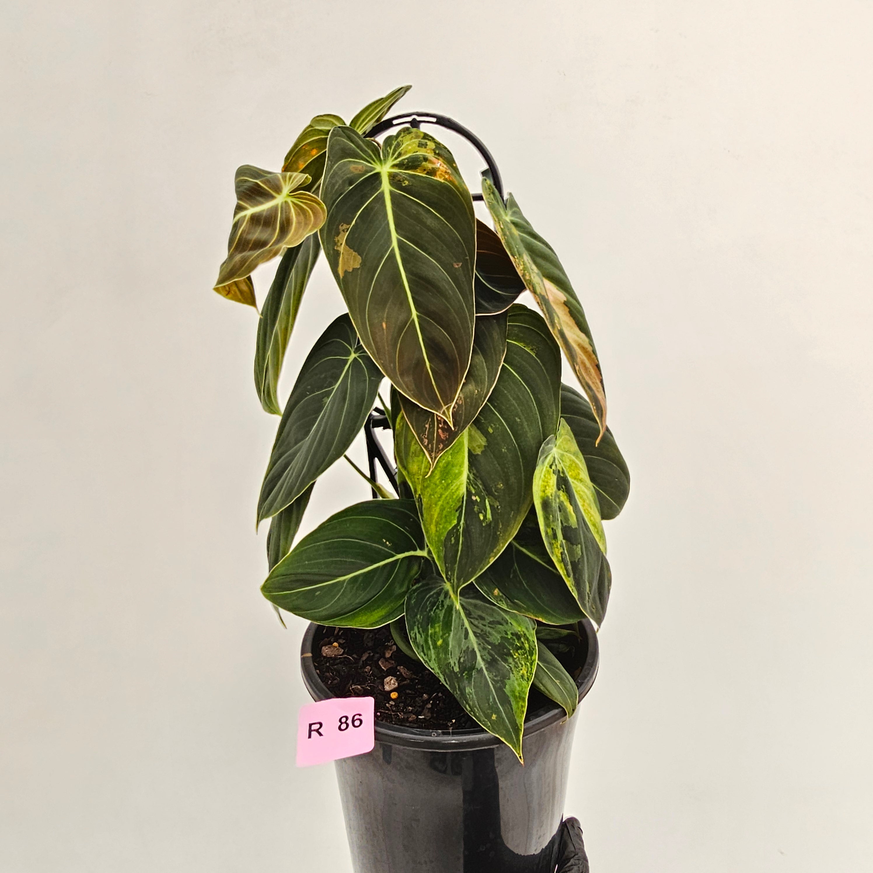 Philodendron melanochrysum Variegata