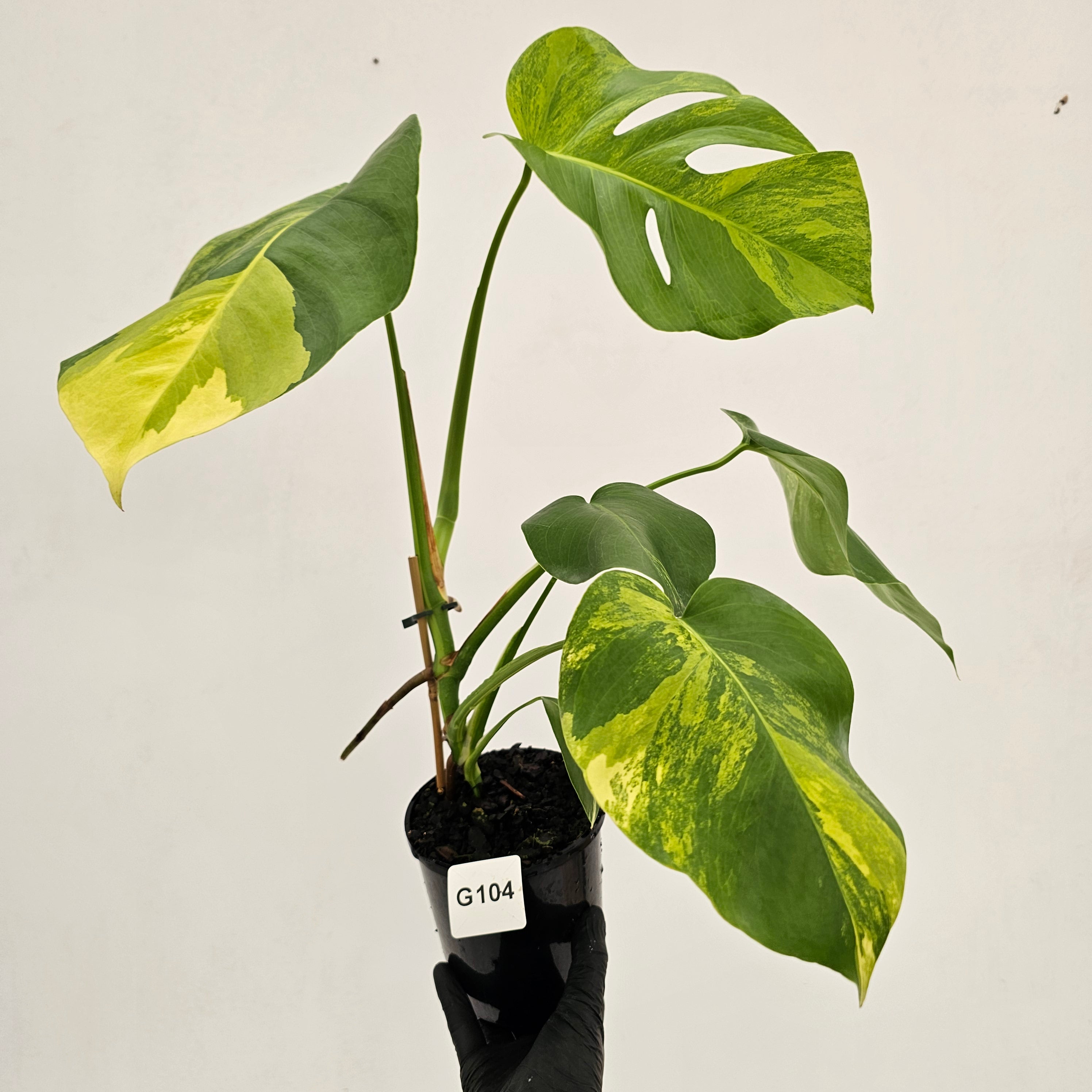 Monstera borsigiana Aurea