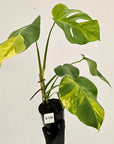 Monstera borsigiana Aurea