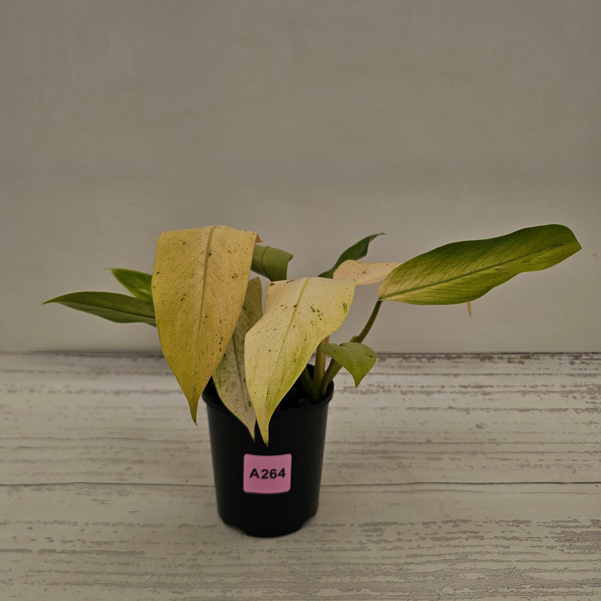 Philodendron  'Whipple Way' SALE
