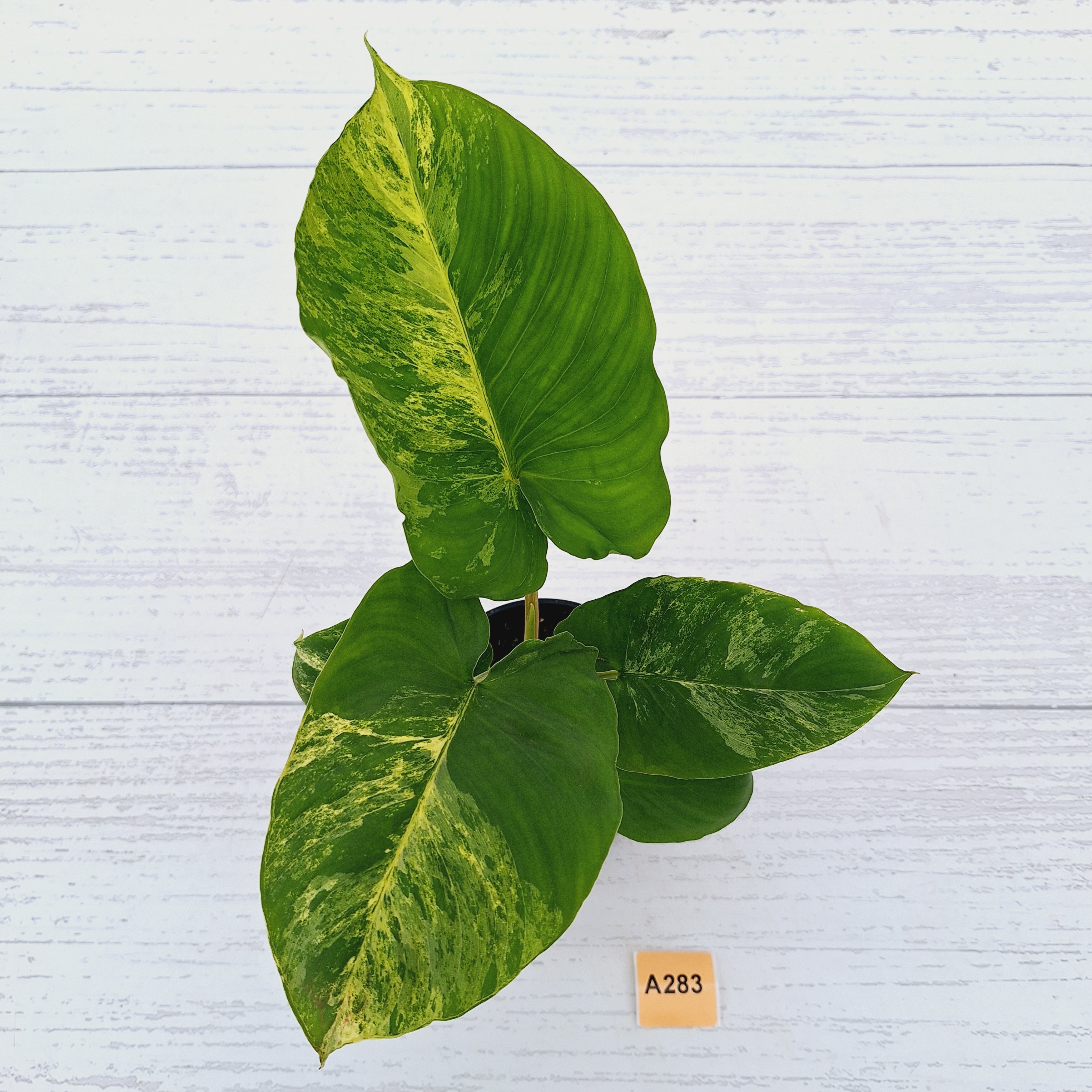 Homalomena rubescens Variegata