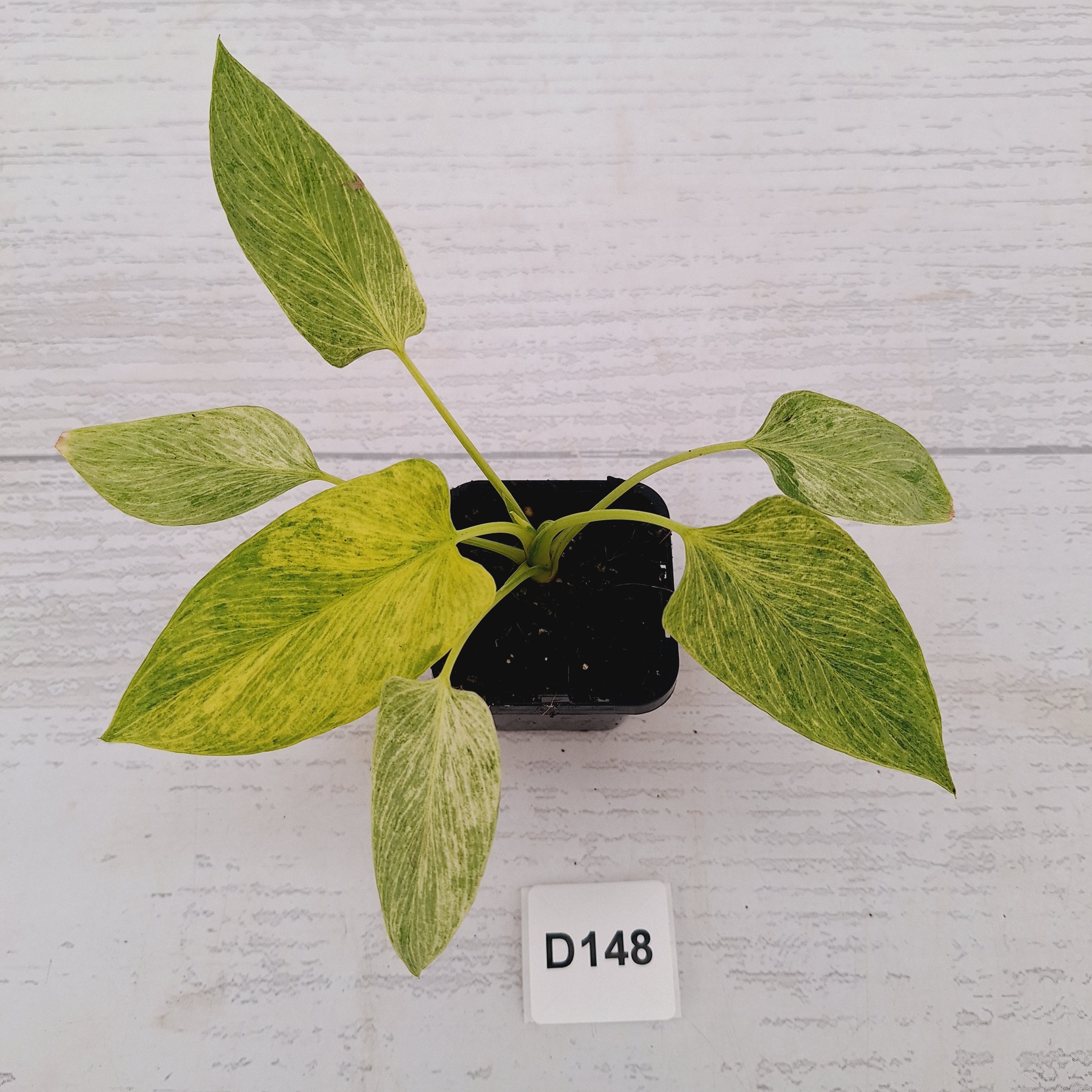 Homalomena sulcata ‘Cream Frost’ - SALE