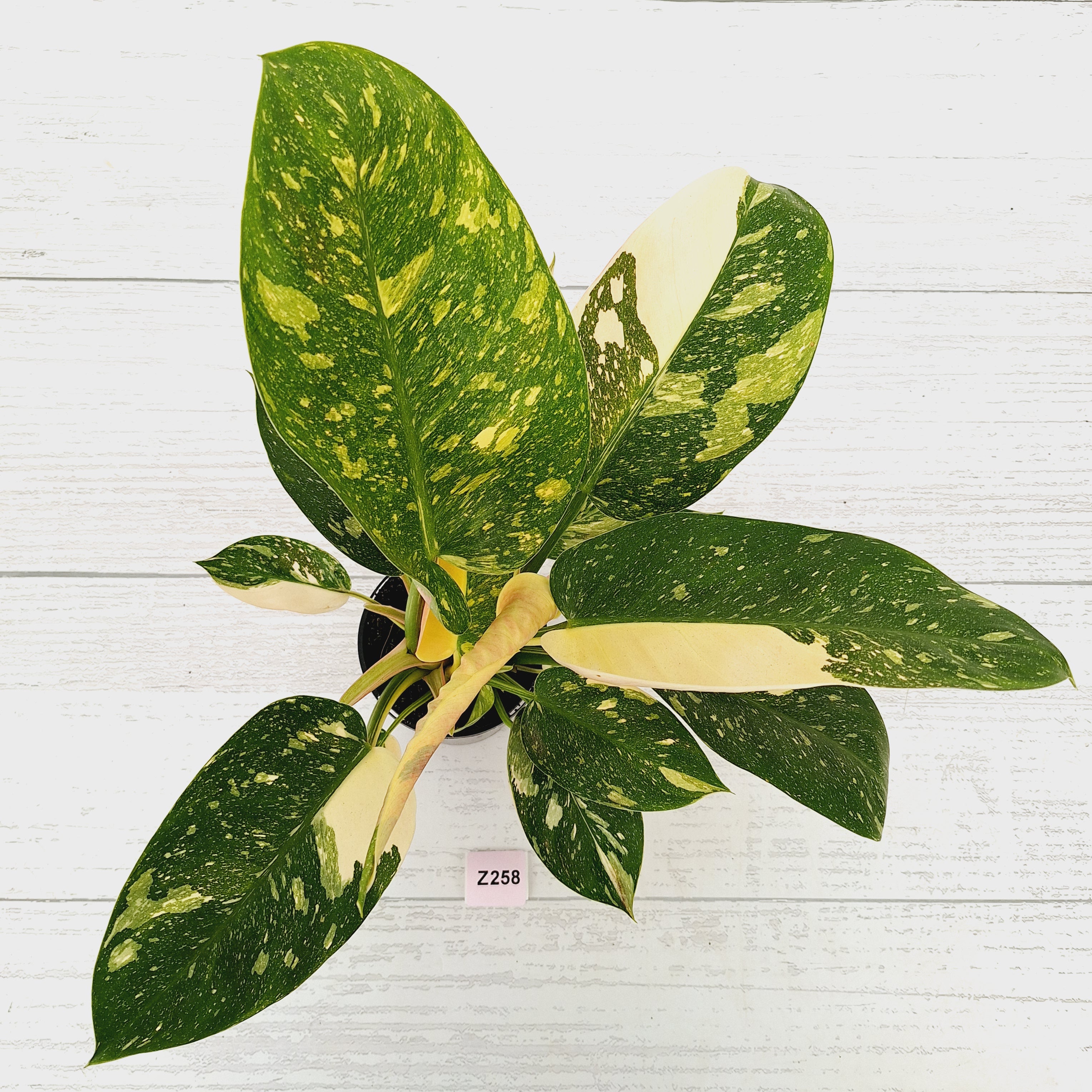 Philodendron Green Congo Variegata (Nuclear)