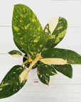 Philodendron Green Congo Variegata (Nuclear)