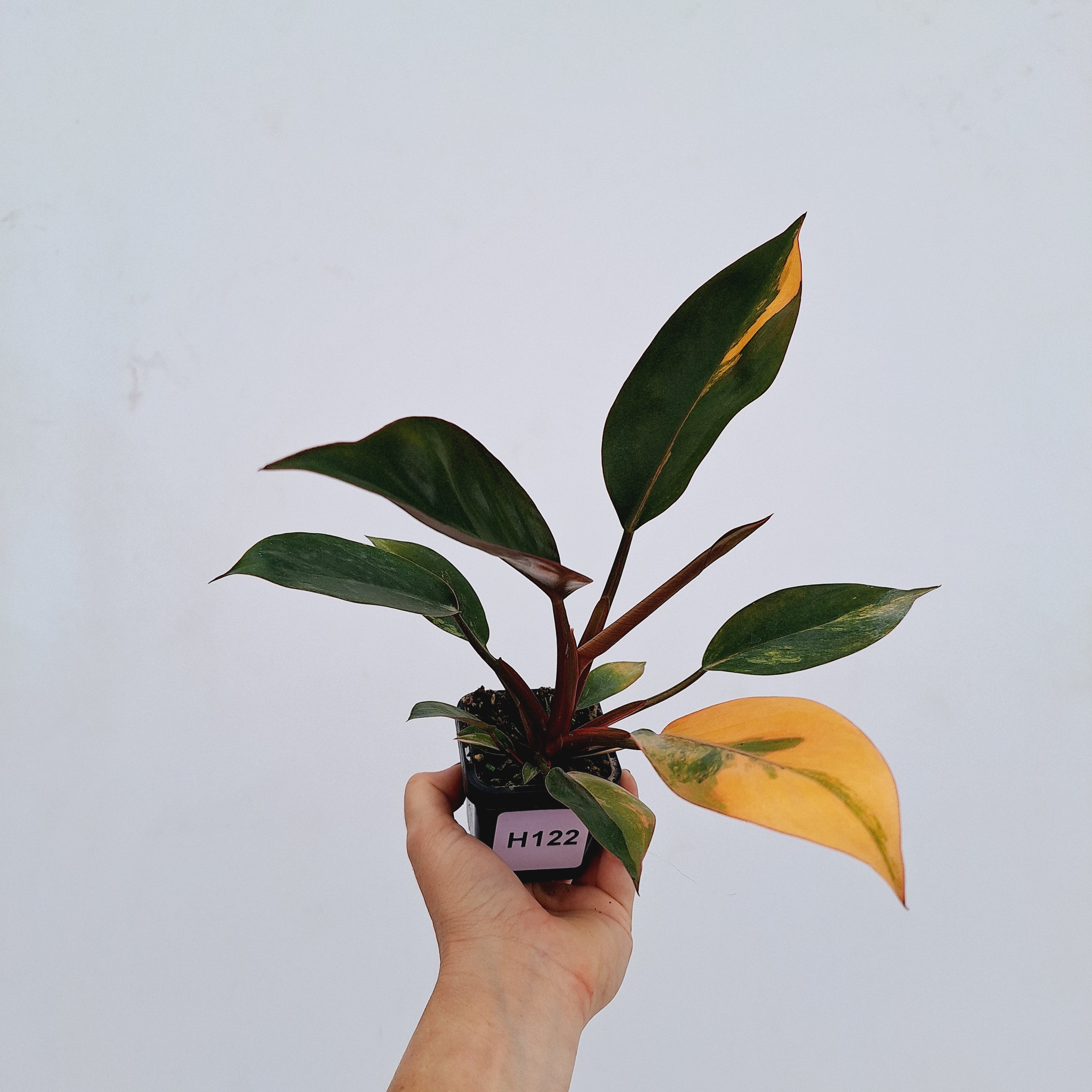 Philodendron &#39;Rojo Congo Variegated&#39;