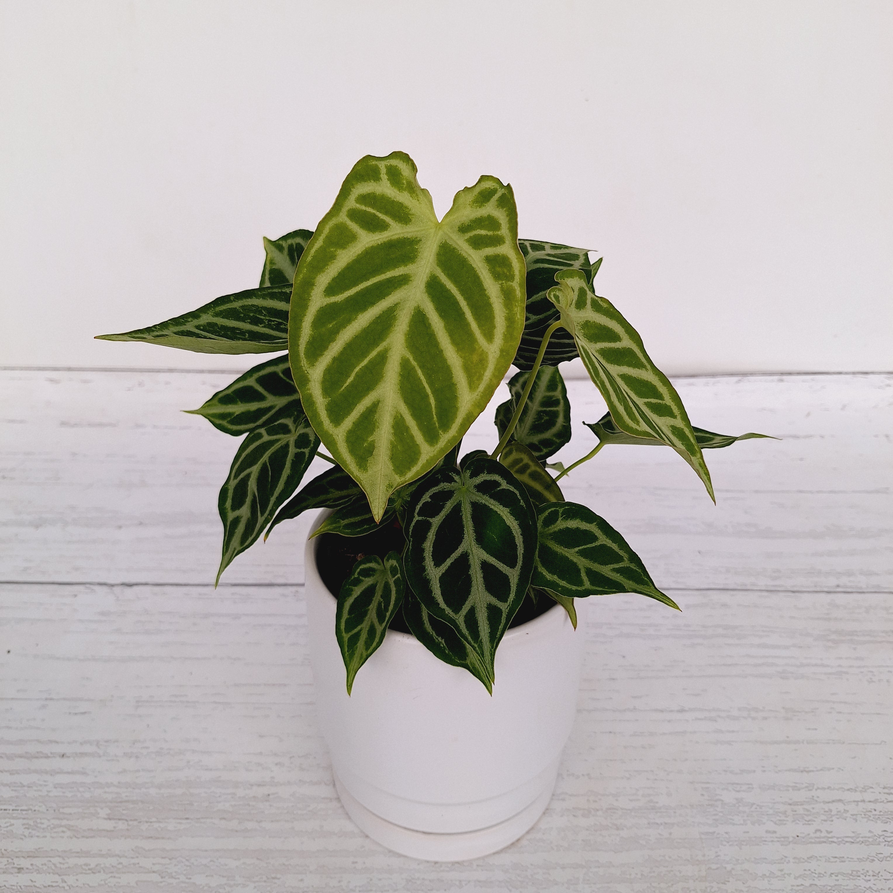 Anthurium ‘Crystal Hope’ クリスタルホープ 美株 レア Anthurium 'Crystal Hope' - Planta Exótica Elegante para Decoração
