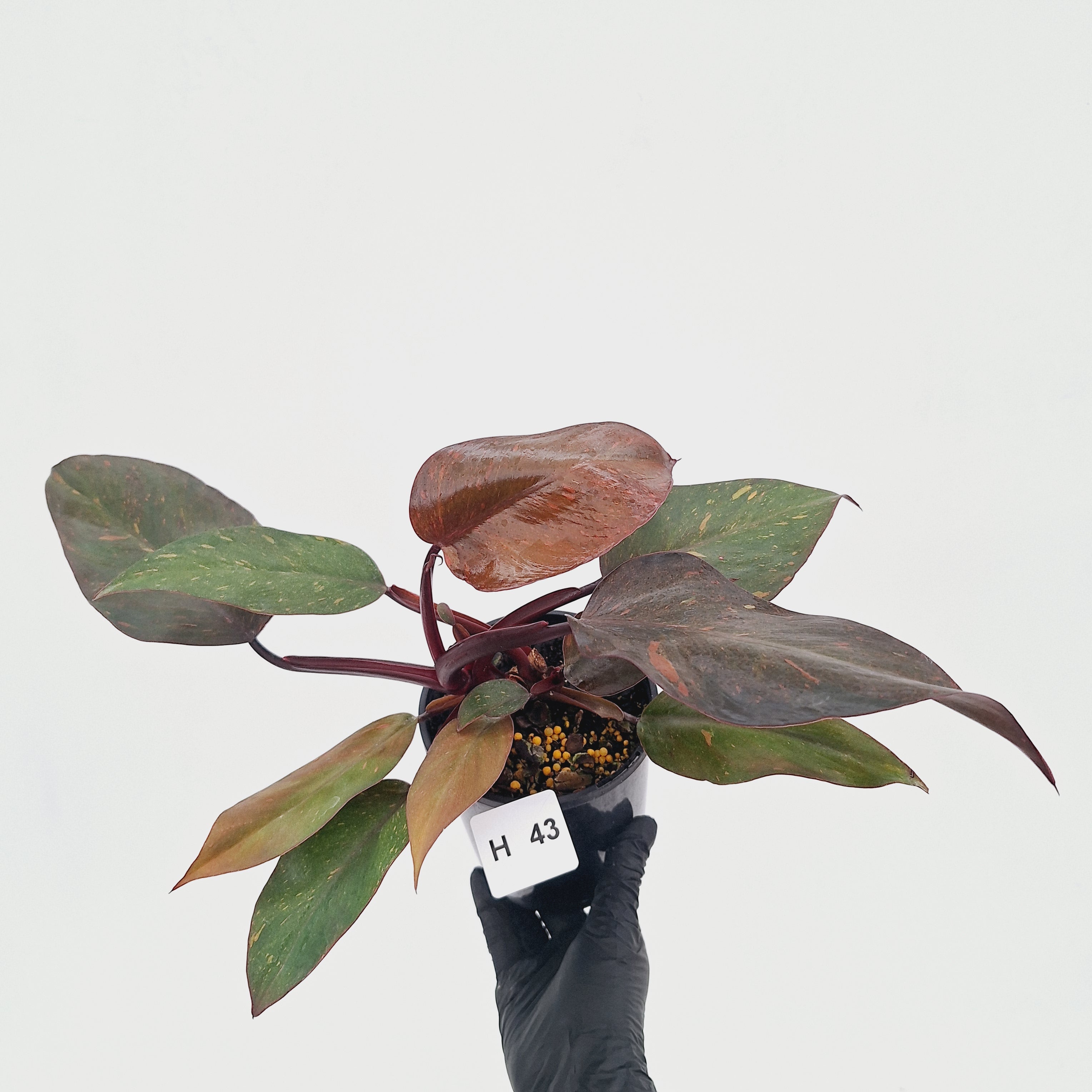 Philodendron 'Orange Princess' - FLASH SALE