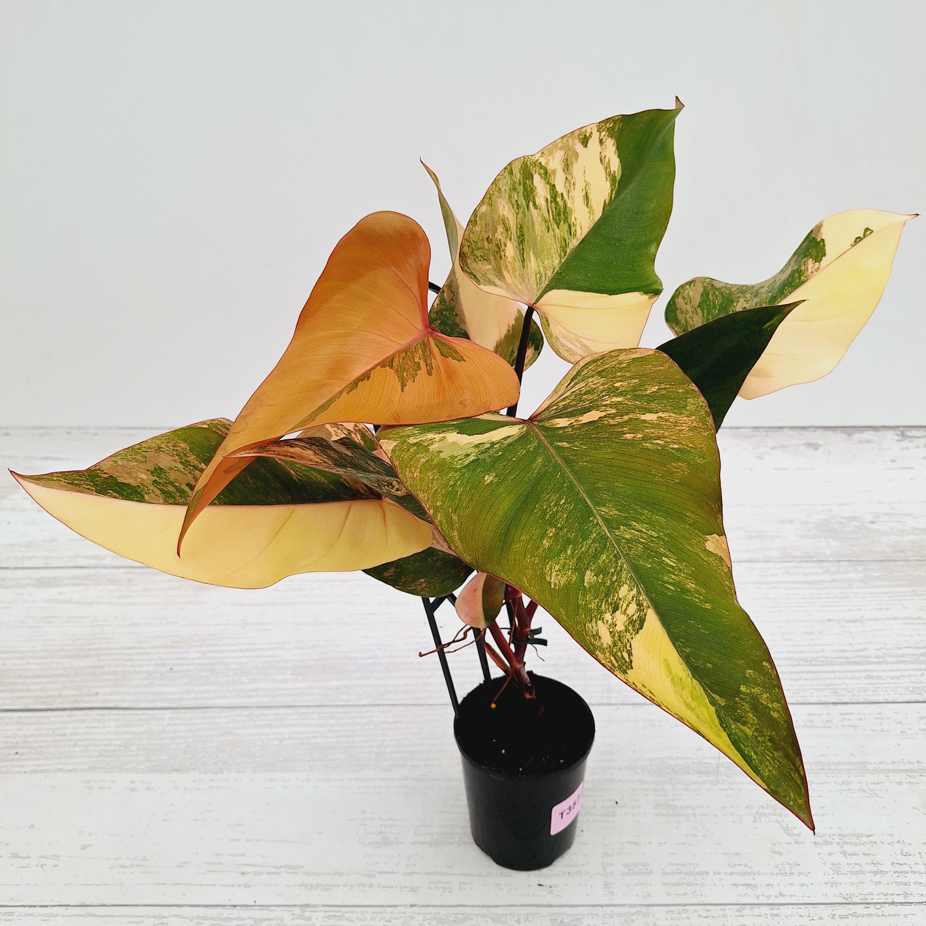 Philodendron erubescens Strawberry Shake