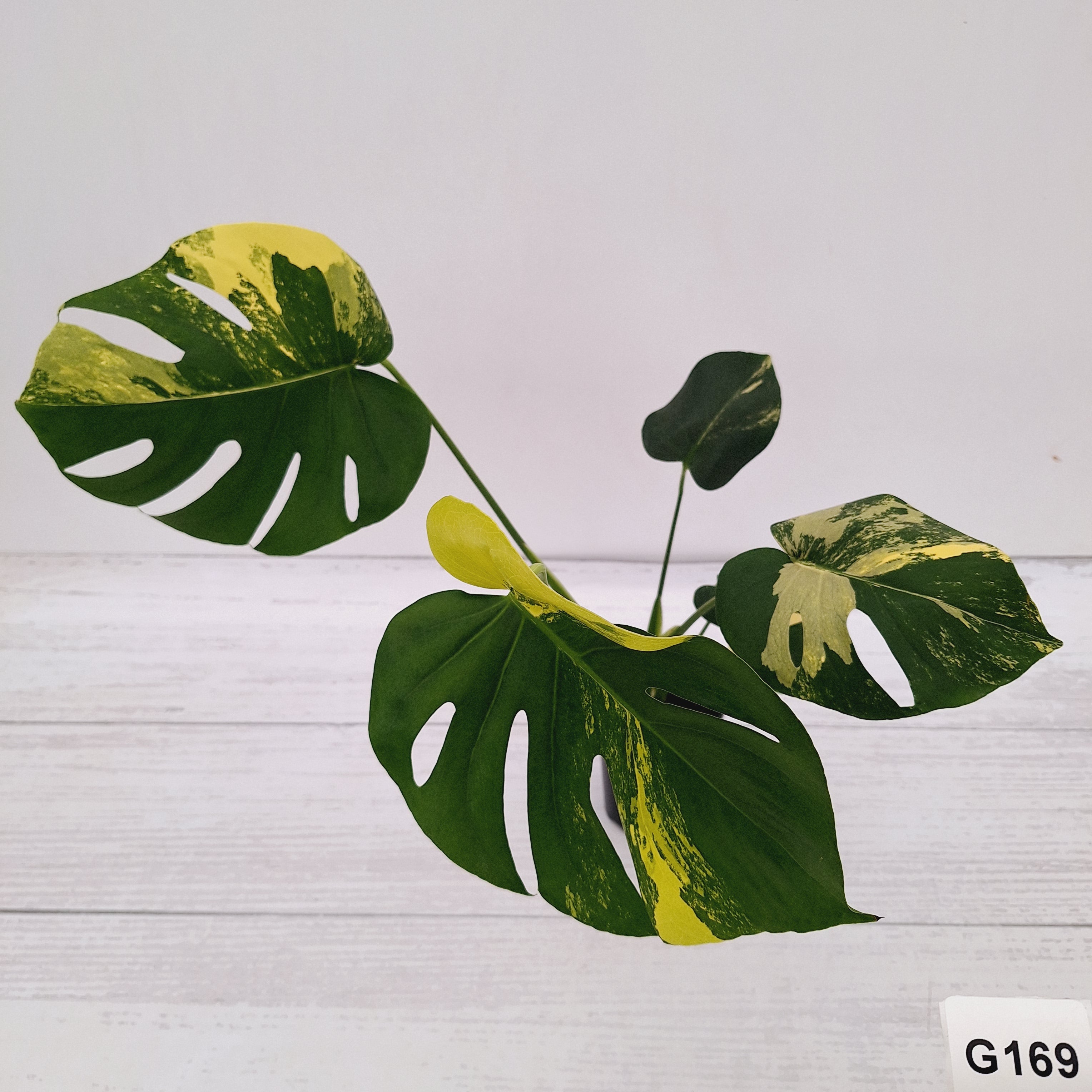 Monstera deliciosa Variegata