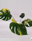 Monstera deliciosa Variegata