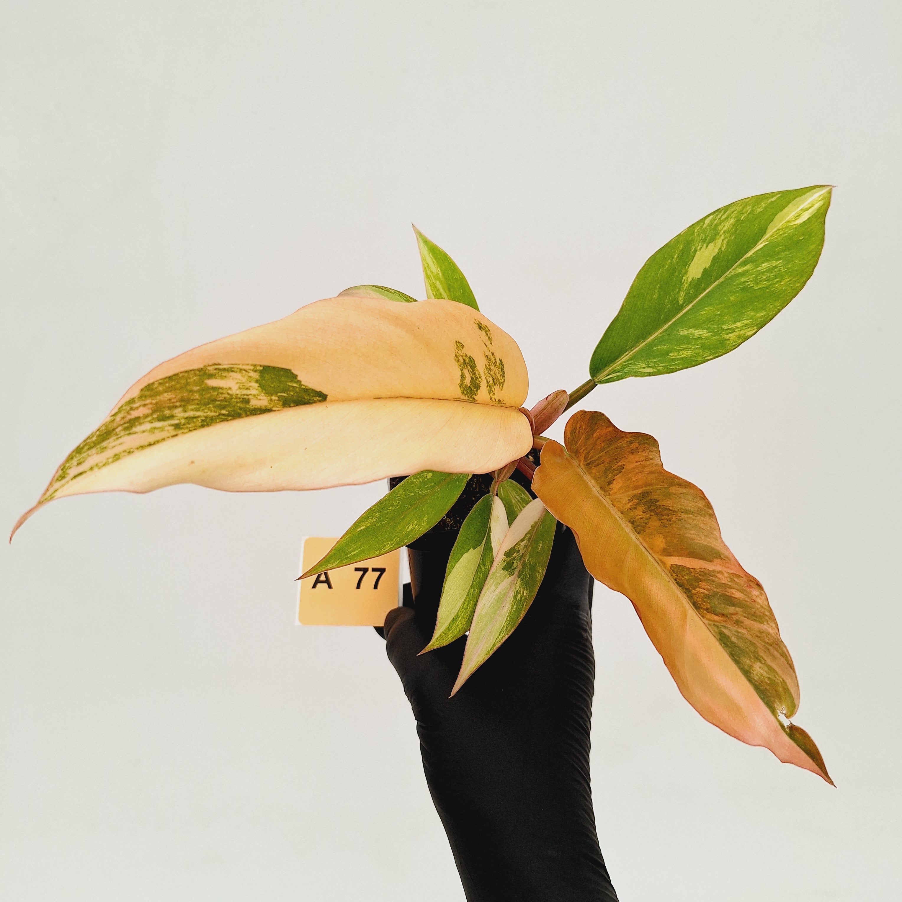 Philodendron serratum Caramel Marble