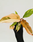 Philodendron serratum Caramel Marble