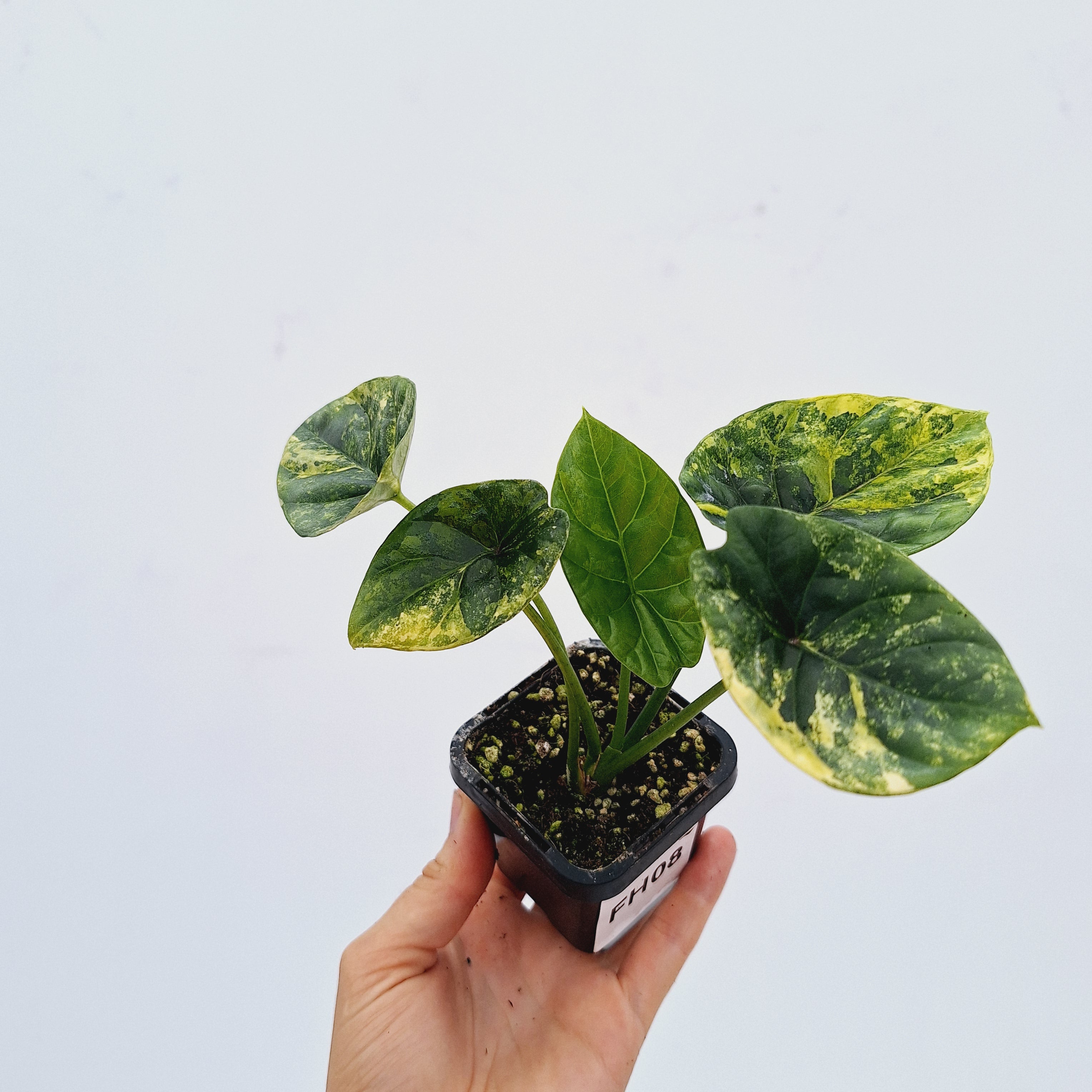 Alocasia sinuata &#39;Quilted Dream&#39; Variegata