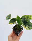 Alocasia sinuata 'Quilted Dream' Variegata