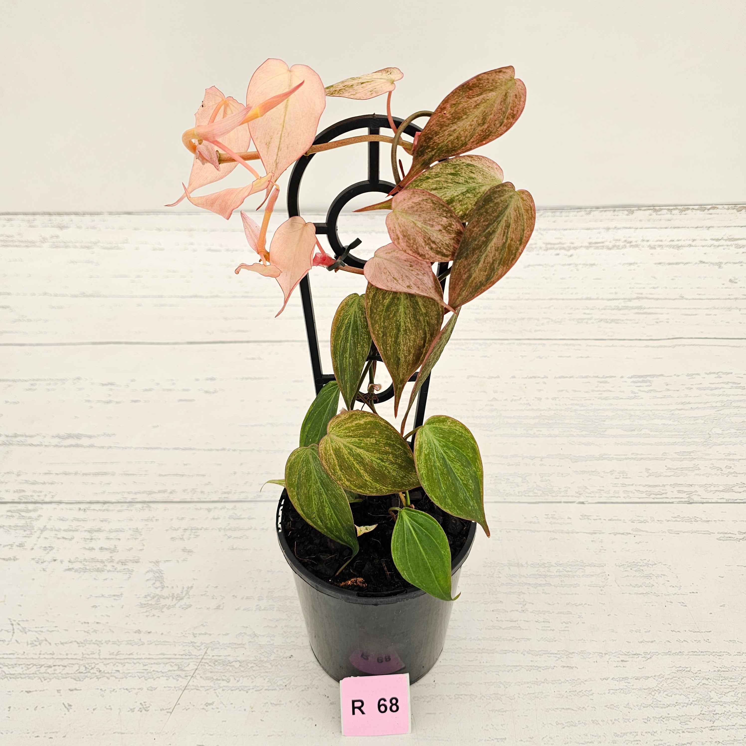 Philodendron Micans 'Pink Mint'