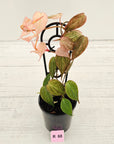 Philodendron Micans 'Pink Mint'