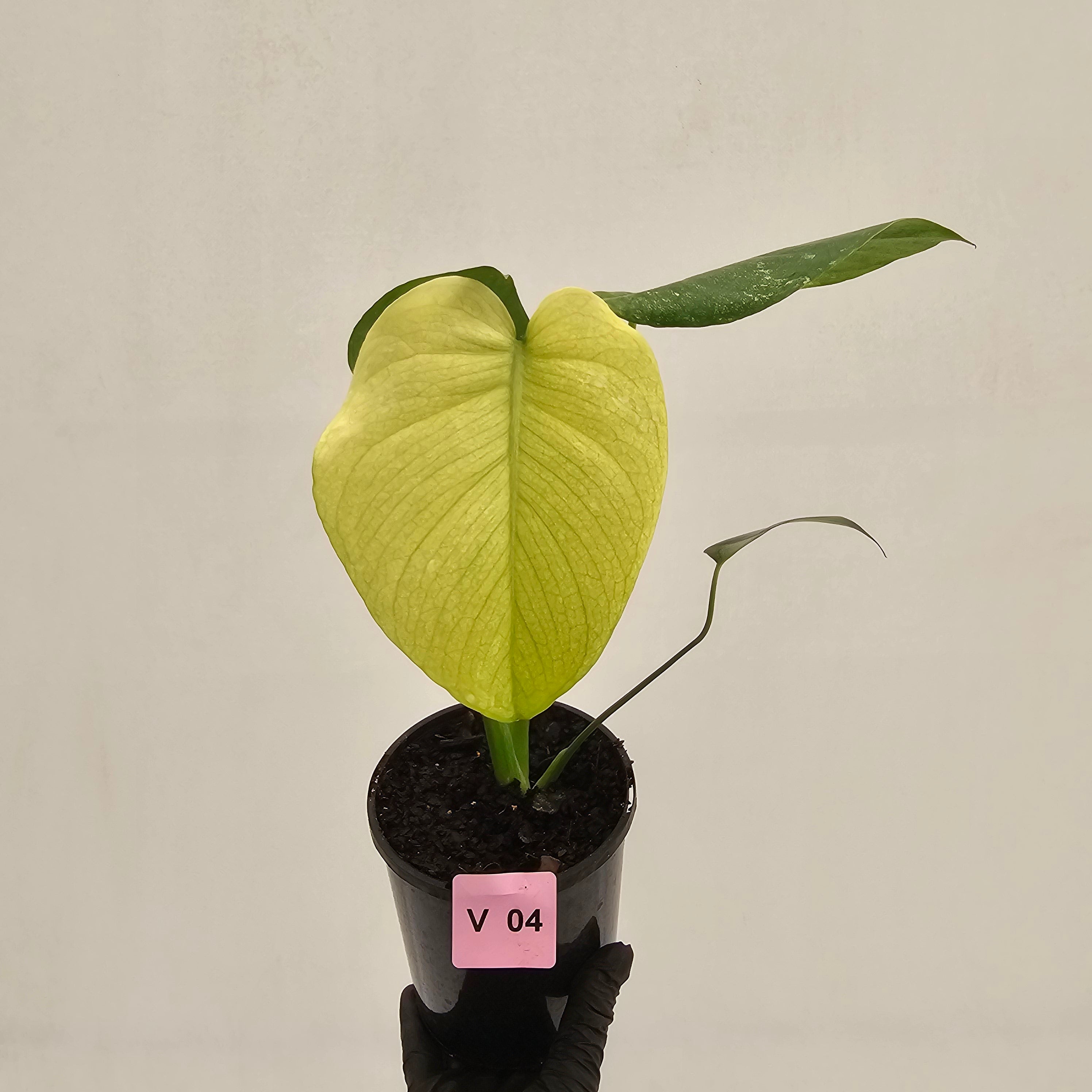 Monstera Deliciosa 'Mint'