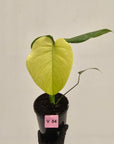 Monstera Deliciosa 'Mint'