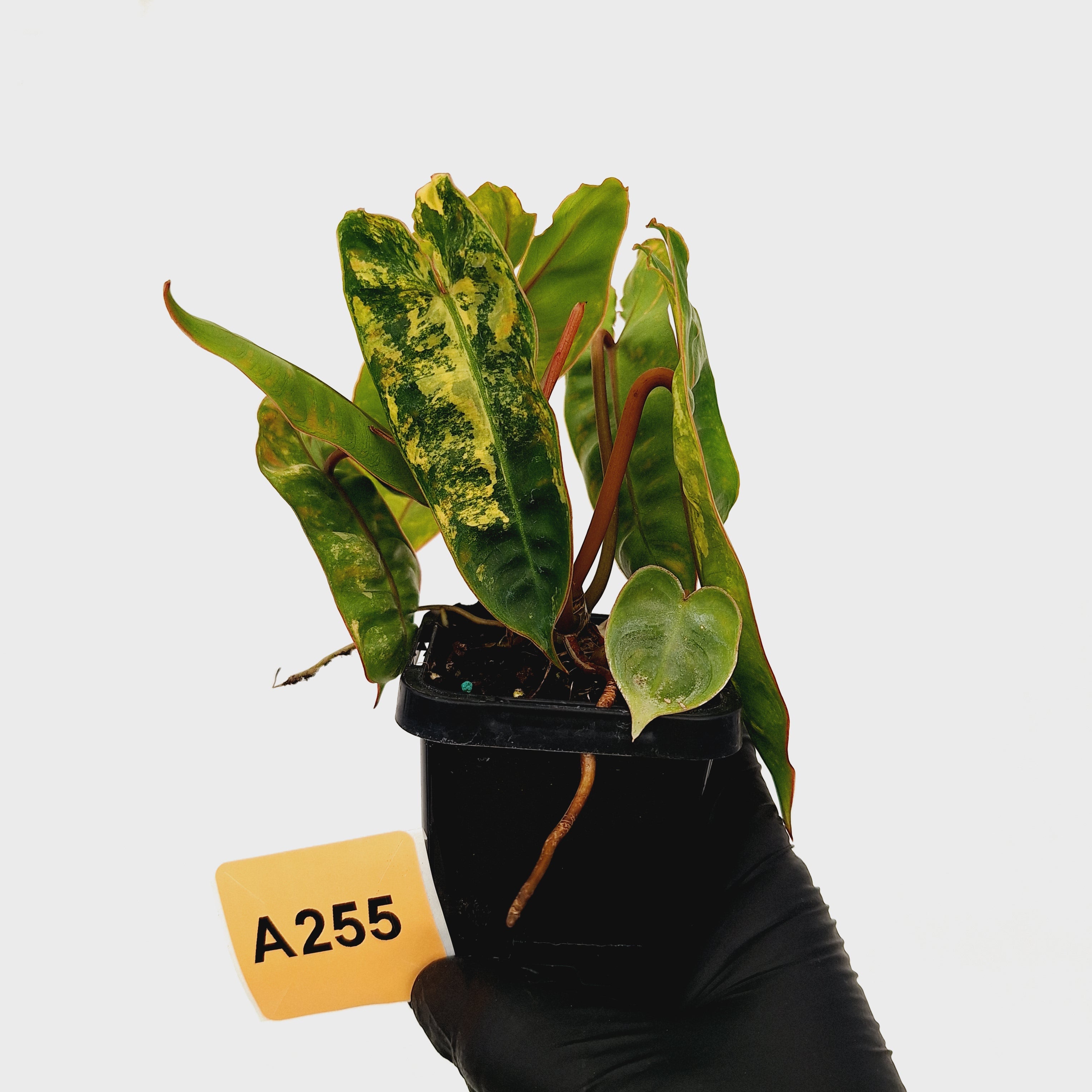 Philodendron billietiae Variegata