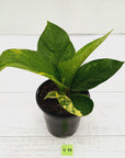 Anthurium jenmanii Variegata
