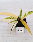 Philodendron erubescens Strawberry Shake