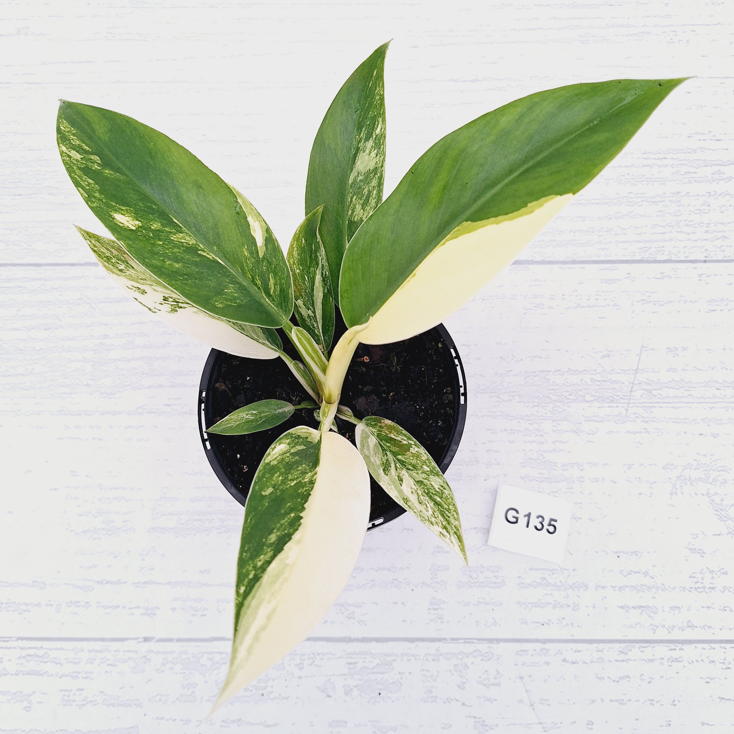 Philodendron imperial green variegata