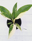 Philodendron imperial green variegata
