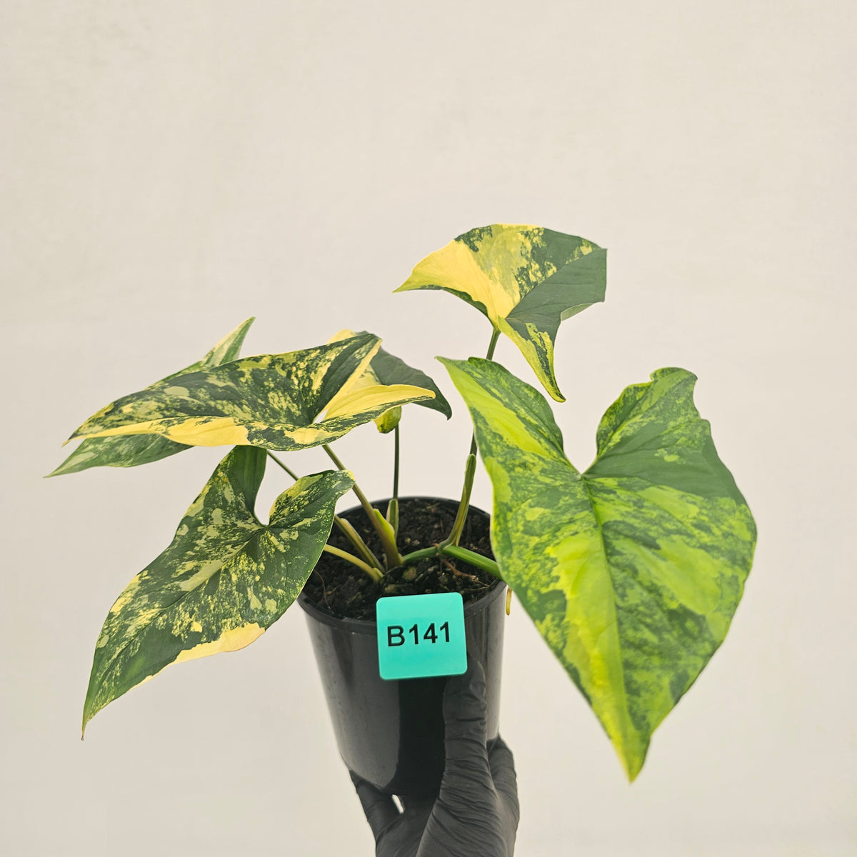 Syngonium podophyllum 'Gold'