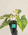 Syngonium podophyllum 'Gold'